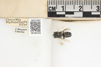 Media type: image;   Entomology 785761 Aspect: labels